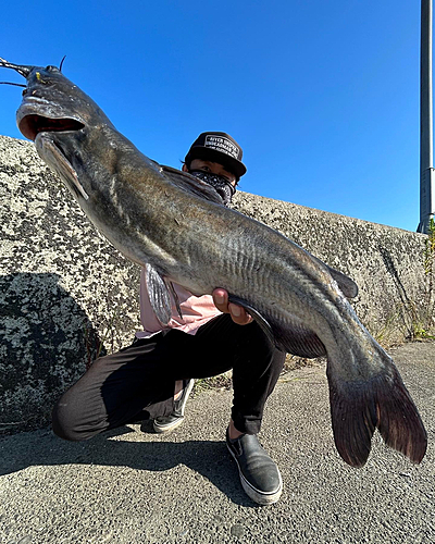 アメリカナマズの釣果