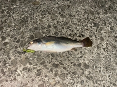 イシモチの釣果