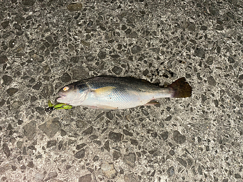 イシモチの釣果