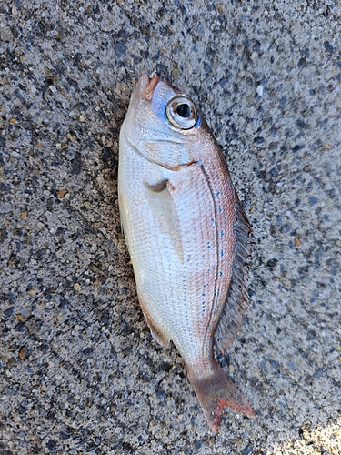 チャリコの釣果