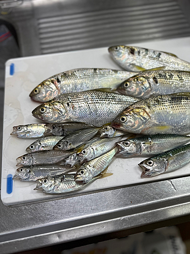 コノシロの釣果