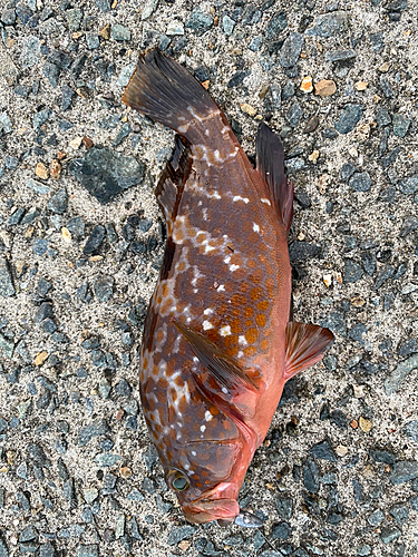 キジハタの釣果