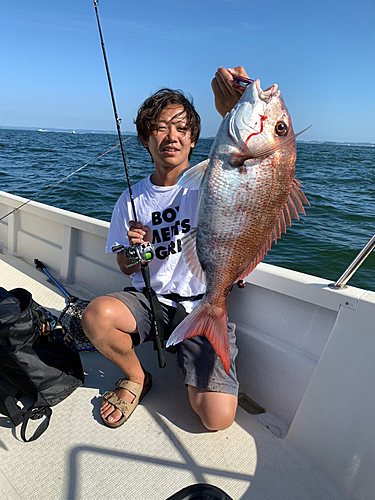 マダイの釣果