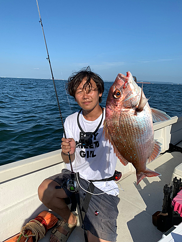 マダイの釣果