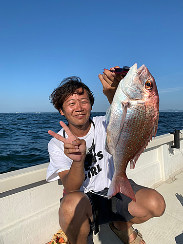 マダイの釣果