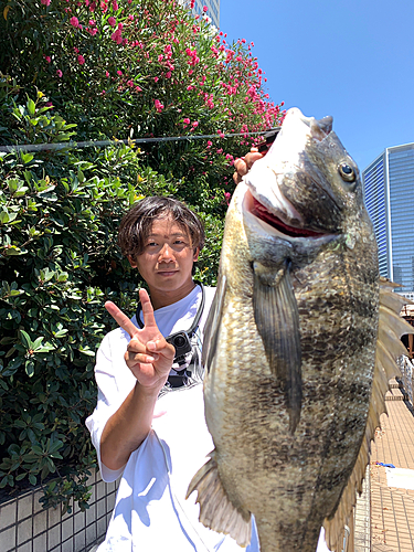 クロダイの釣果