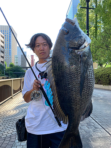 クロダイの釣果