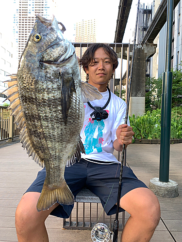 クロダイの釣果