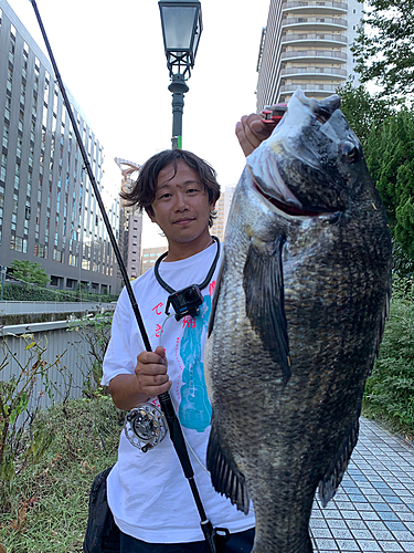 クロダイの釣果