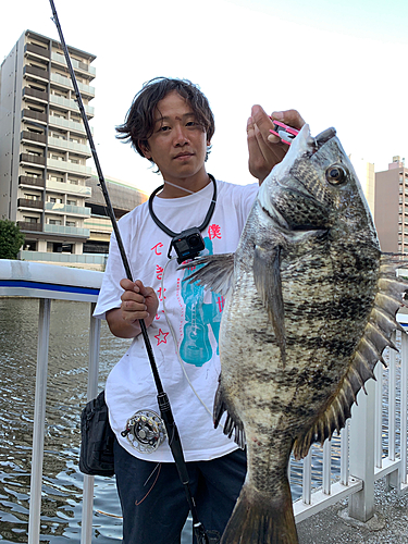 クロダイの釣果