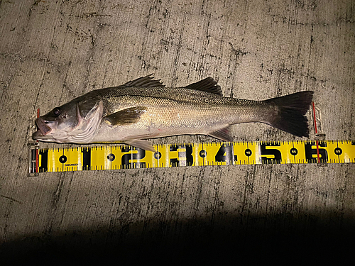 シーバスの釣果