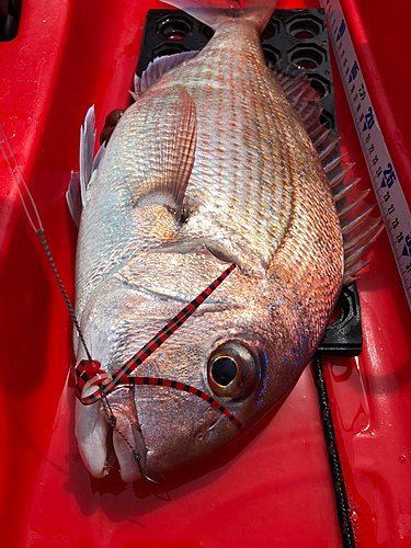 マダイの釣果