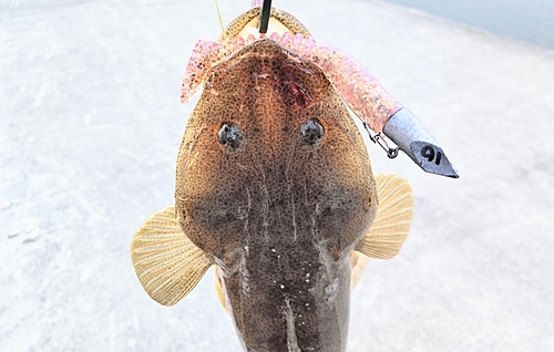 マゴチの釣果