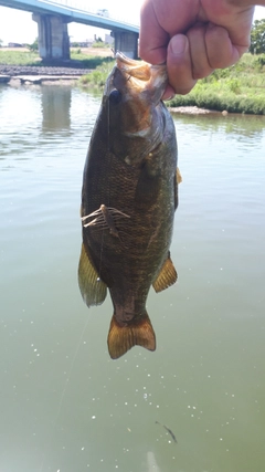 スモールマウスバスの釣果