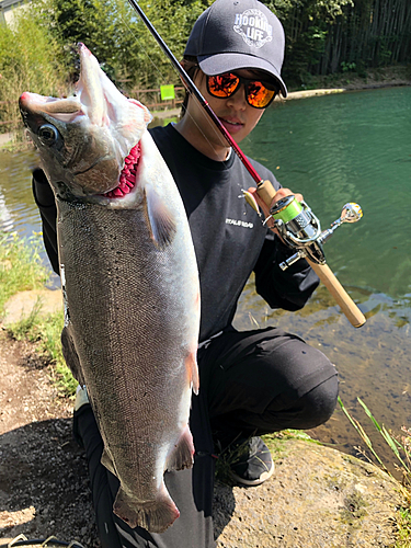 ニジマスの釣果