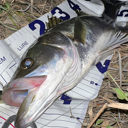 シーバスの釣果