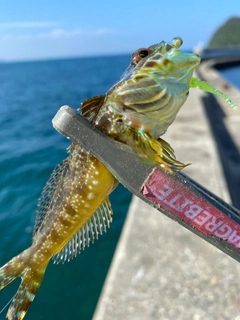 アナハゼの釣果