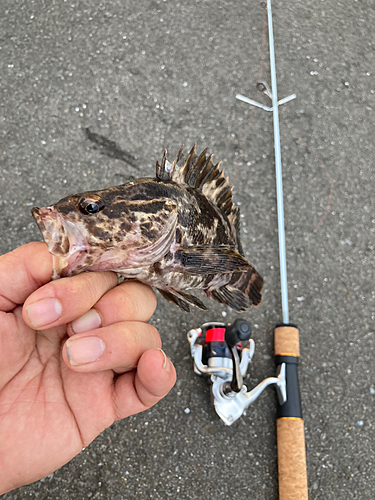 クロソイの釣果