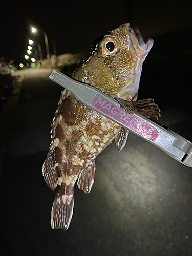 アラカブの釣果