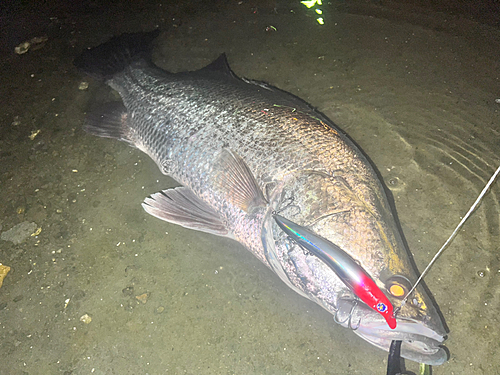 アカメの釣果