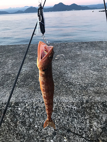 エソの釣果