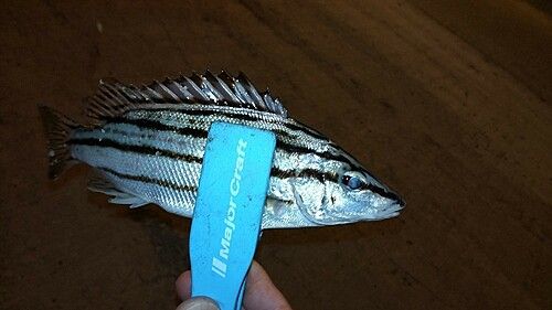 シマイサキの釣果