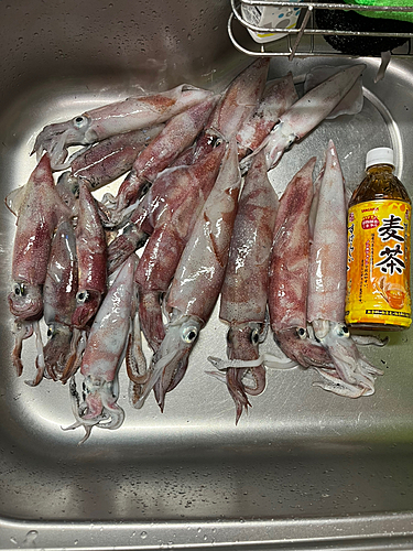 ケンサキイカの釣果