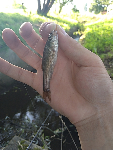 タモロコの釣果