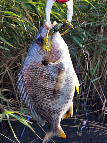 キビレの釣果