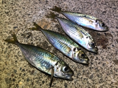 アジの釣果