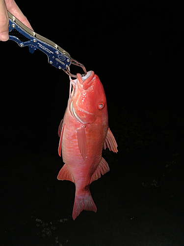 ウミヒゴイの釣果