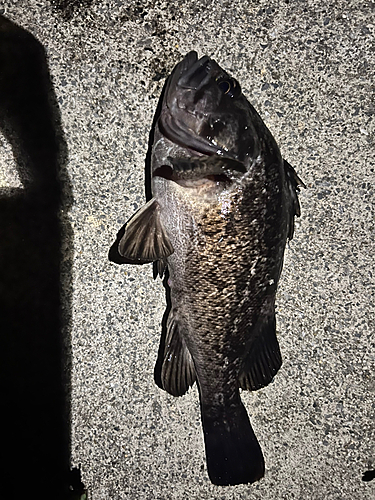 クロソイの釣果