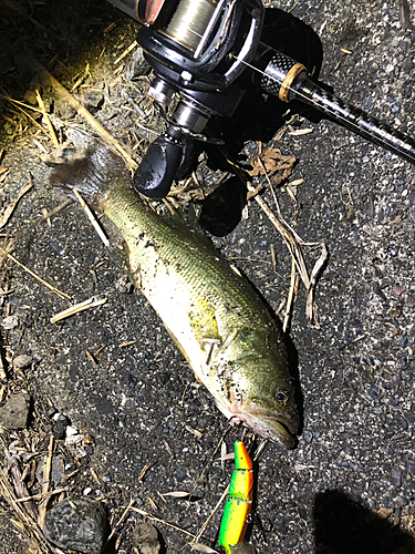 ブラックバスの釣果