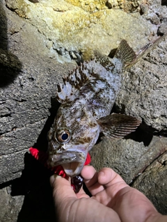 ムラソイの釣果