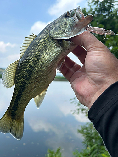 ブラックバスの釣果