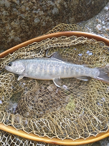 イワナの釣果