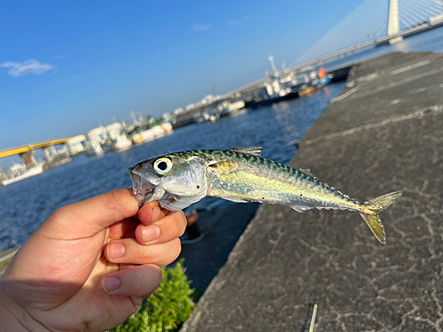 サバの釣果