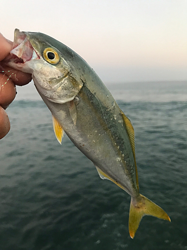 コゾクラの釣果