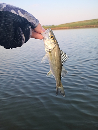 スズキの釣果