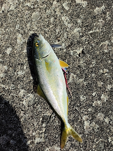 ツバスの釣果