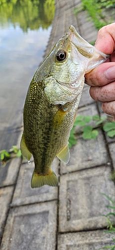 ラージマウスバスの釣果