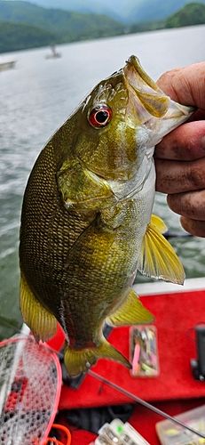 スモールマウスバスの釣果