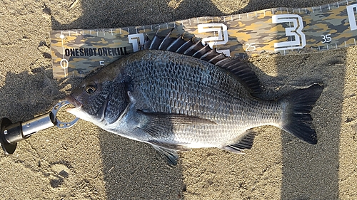 クロダイの釣果