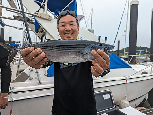 ハガツオの釣果