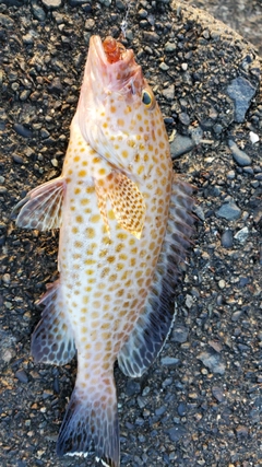 オオモンハタの釣果