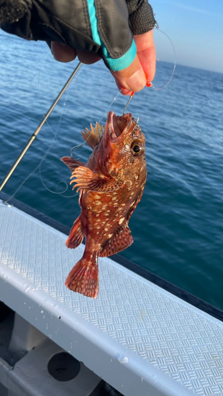 たきれん＠ＴＴ６さんの釣果 2枚目の画像