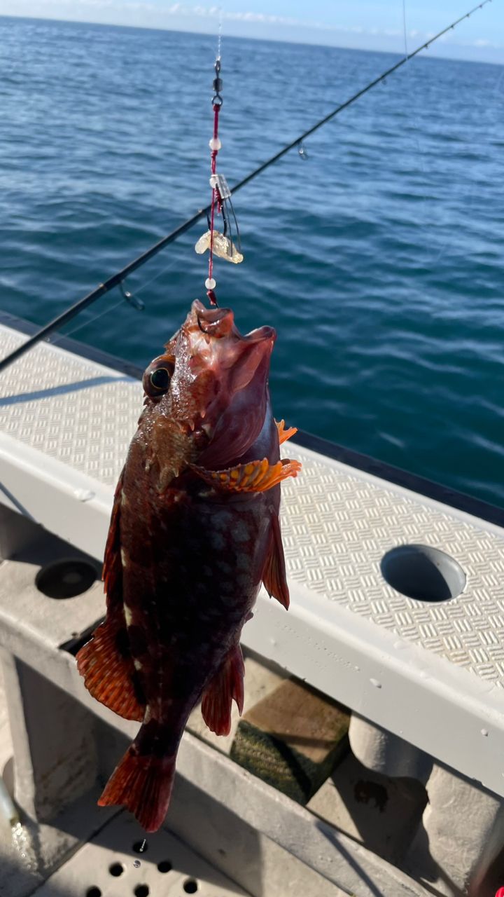 たきれん＠ＴＴ６さんの釣果 2枚目の画像