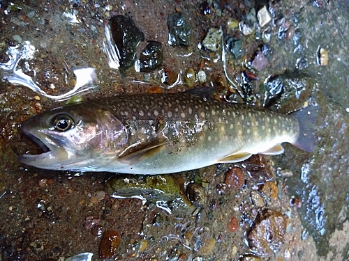 イワナの釣果