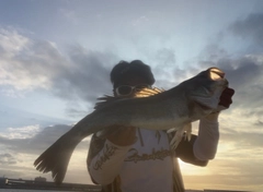 スズキの釣果