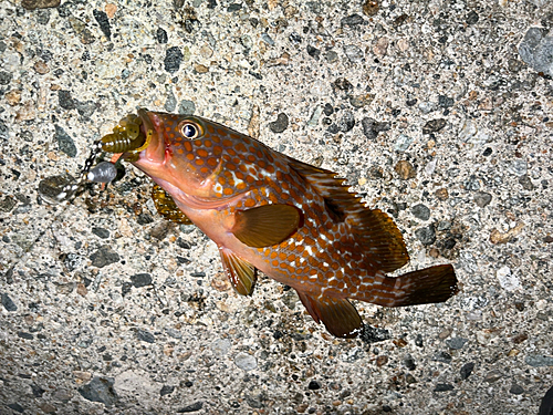 キジハタの釣果